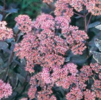 Sedum 'Black Jack' (Orpin)