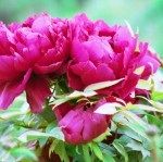 Paeonia - (Pivoine)