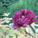 Paeonia - (Pivoine)
