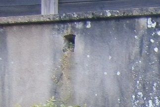 Les topiaires