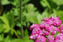 Achilea millefolium 'Cerise Queen' - (Achillée millefeuille)