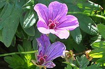Geranium 'Dilys' - (Bec de grue)