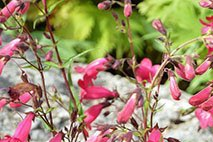 Penstemon 'Garnett' - (Galane)