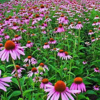 Echinea purpurea - (Faux rudbeckia)