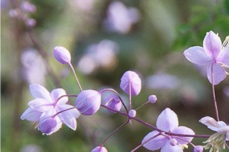 Thalictrum diptero carpum - (Pigamon)