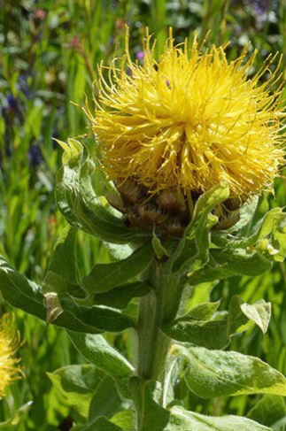 Centaurea macrocephala - (Centaurée à grosse tête)
