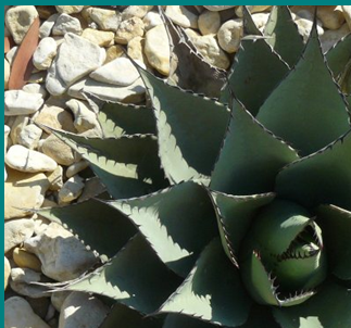 Agave havardiana
