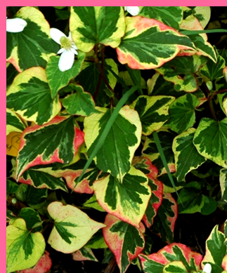 Houttuynia cordata 'Chameleon' - (Houttuynie)
