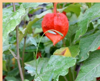 Physalis alkekengii