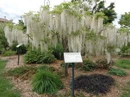 Glycine