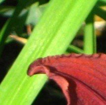 Hemerocallis fulva 'Black Prince' - (Lis d'un jour)