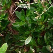 Lespedeza thunbergii - (Lespedeza de Thunberg)