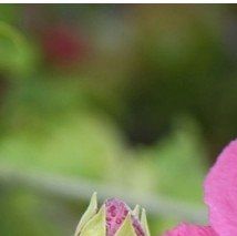 Hibiscus syriacus 'Woodbridge' - (Hibiscus de Syrie)