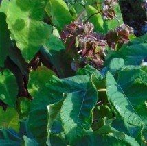 Tetrapanax papyfer - (Plante à papier de riz)