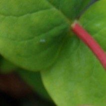 Leycestera formosa - (Arbre aux faisans)
