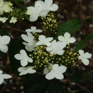 Viburnum plicatum - (Viorne de Chine)