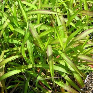Spodiopogon sibiricus - (Spodiopogon de Sibérie)