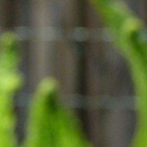 Dicentra spectabilis - (Coeur de Marie)