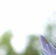 Eryngium planum - (Panicaut à feuilles mutiques)