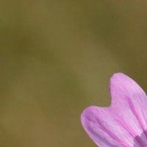 Malva sylvestris - (Mauve des bois)