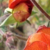 Geum coccineum - (Benoite rouge)