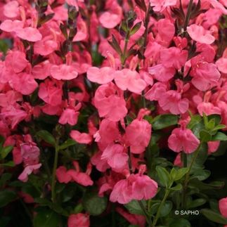 Salvia x jamensis 'Pleuenn' - ((Sauge de Jame)