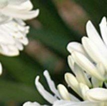 Agapanthus africanus - (Agapanthe)