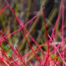 Cornus sanguinea - (Cornouiller sanguin)