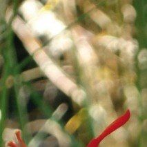 Crocosmia 'Lucifer' - (Montbretia)