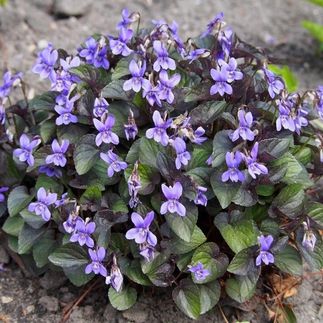 Viola labradorica - (Violette du Labrador)