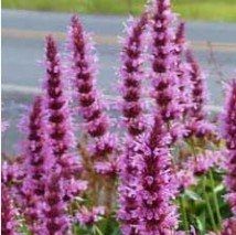 Agastache 'Cotton Candy' - (Hysope mexicain)