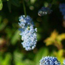 Ceanothus arboreus - (Lilas de Californie)