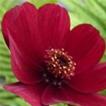 Cosmos atrosanguineus - (Cosmos à odeur de chocolat)