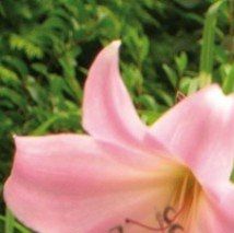 Crinum x powellii - (Lis du Cap)
