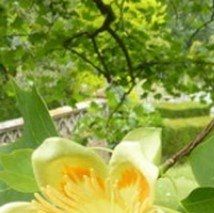 Liriodendron tulipifera - (Tulipier de Virginie)