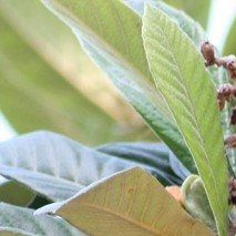 Eriobotrya japonica - (Néflier du Japon)