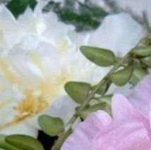 Paeonia lactifolia 'Do Tell' - (Pivoine herbacée)