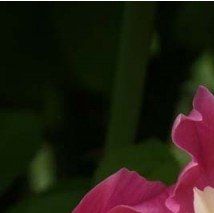 Paeonia lactifolia 'Bowl of Beauty' - (Pivoine herbacée)
