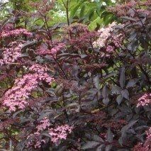Sambucus nigra 'Black Beauty' Gerda - (Sureau noir à feuilles pourpres)