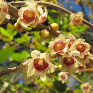 Chimonanthus praecox - (Chimonanthe odorant)