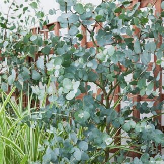 Eucalyptus gunnii - (Eucalyptus de Gunn)