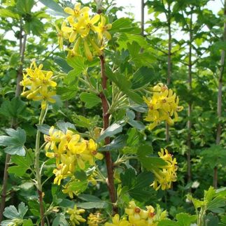 Ribes odoratum - (Groseiller doré)