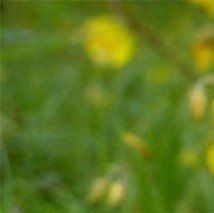 Helianthemum 'Ben Fahda' - (Helianthème)