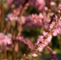 Bistorta amplexaulis 'Pink Elephant' - (Bistorte)