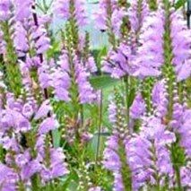 Physostegia virginiana - (Cataleptique)