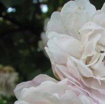 Rosa 'Blush Noisette'