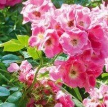 Rosa 'American Pillar'