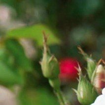 Rosa 'Mme Alfred Carrière'