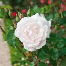 Rosa 'Mme Alfred Carrière'