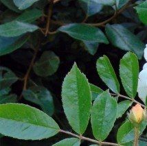 Rosa 'Ghislaine de Féligonde'